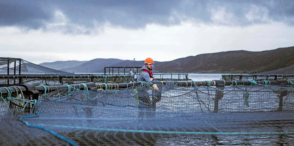 Grieg Seafoods virksomhet på Shetland fortsetter å tape penger.