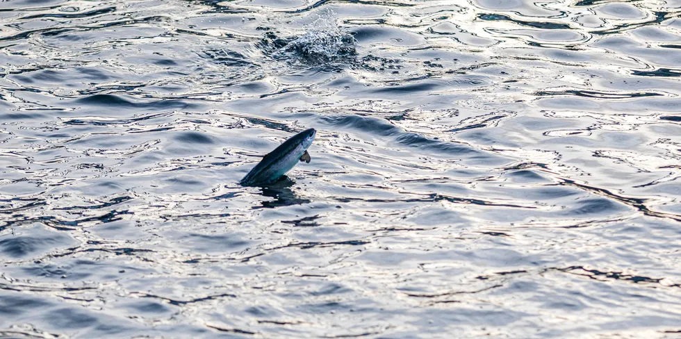 Fiskehelsen og velferden til Norges mange oppdrettslaks er ikke god nok, mener Veterinærinstituttet. Illustrasjonsfoto.