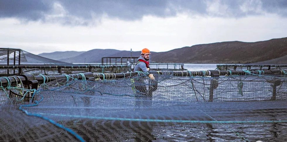 TIL SALGS: Grieg Seafood vil selge virksomheten sin på Shetland.