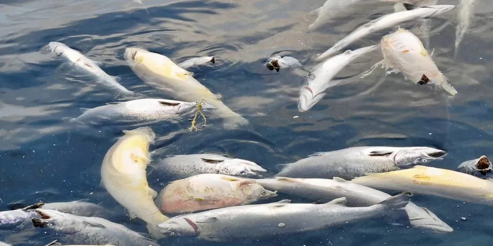 Dødfisk møtte Mattilsynet på tilsyn hos Lerøy tidligere i høst.