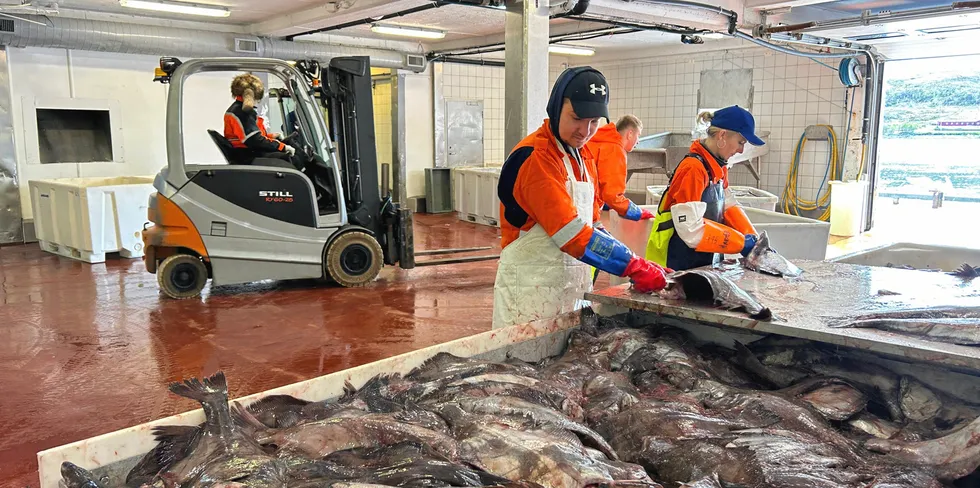 Kystflåten har fisket 4721 tonn blåkveite hittil i år. Her sløyes og skrapes blåkveite hos Joh. H. Pettersen AS i Kvaløyvågen.