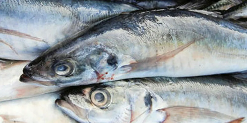 Blumar-Camanchaca consortium awarded 13,793 tons horse mackerel quota. Horse Mackerel.