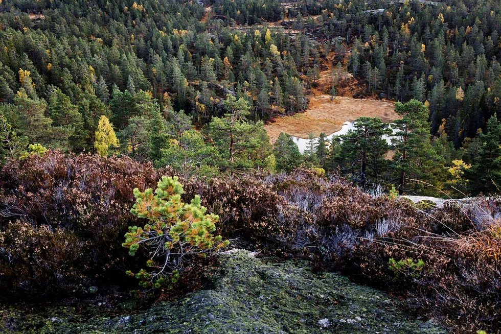 Biomangfold og økosystemer som sliter, har ikke fått samme oppmerksomhet som klimaet, men det er også en risiko som har betydelige samfunnsmessige og økonomiske konsekvenser, skriver Idar Kreutzer og Line Asker.
