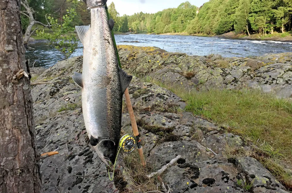 Fangstene av villaks i elvene er så langt i sesongen de laveste som noen gang er registrert.