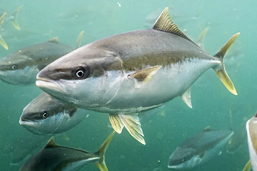 Clean Seas is one of a handful of aquaculture producers around the world focused on high-end yellowtail kingfish.