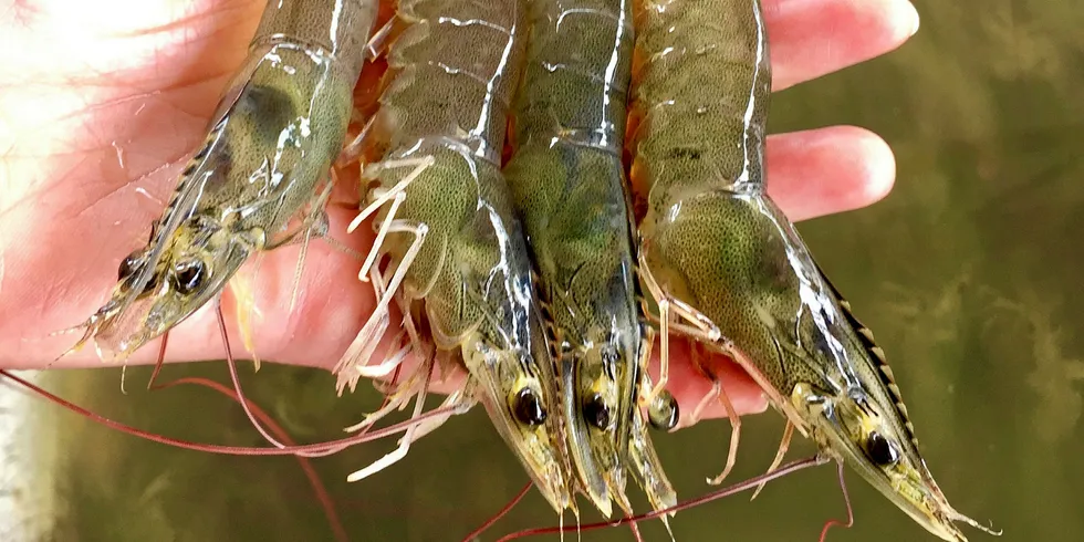 Experts are warning that new farmed shrimp diseases pose a dire threat to the industry.