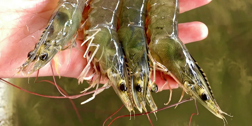 Vannamei-reker fra Stillehavet vokser seg ikke like store som tigerreker, men de er mer robust og motstandsdyktige mot sykdommer.