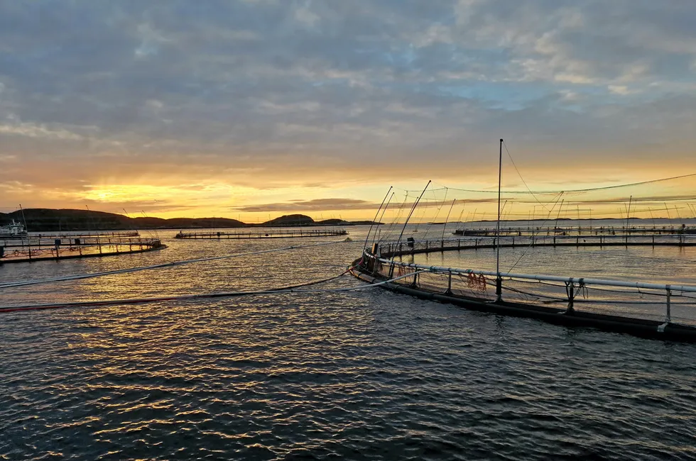 Norcods lokalitet Jamnungen på Frøya. Her har selskapet fullført et nytt utsett av fisk. De biologiske resultatene er bedre enn tidligere, melder selskapet.