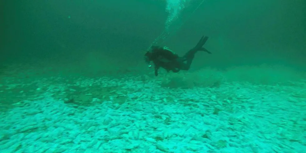 RÅTTENT: Sild som ligger og råtner på bunnen av Frillfjorden i Trøndelag over et område på 30 ganger 10 meter. Her en dykker fra Kystvakten som dokumenterte dumpingen tidligere i år.Arkivfoto: Kystvakten/«KV Njord»
