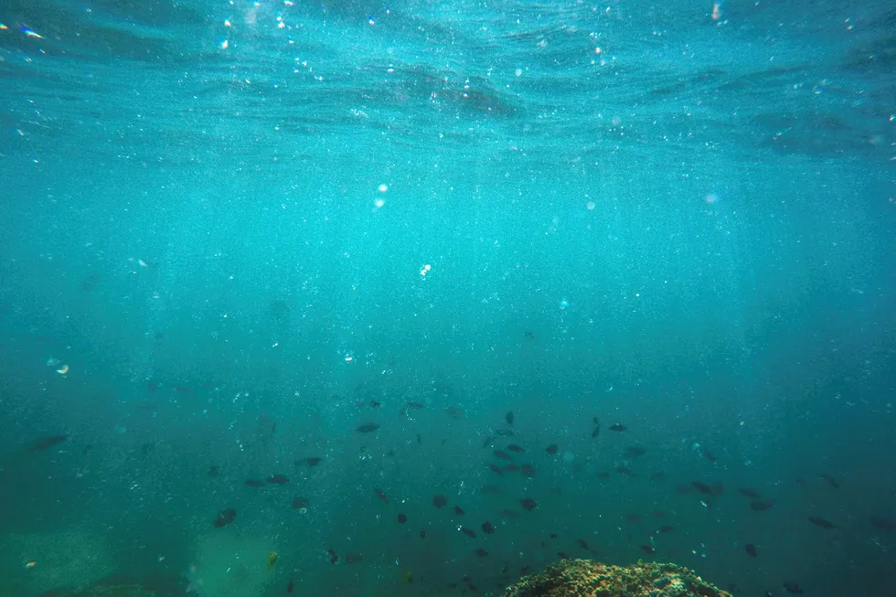Korallrevene i Hawaii er truet både av kjemikalier og klimaendringer.