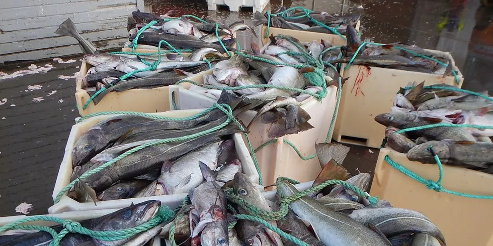 Fiskerne i Vest-Finnmark hadde per torsdag denne uken levert 1100 tonn torsk. Ill.foto: Norges Råfisklag