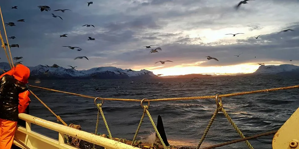 STOR AKTIVITET: Silda har trukket både torsk og andre fiskeslag inn til Skjervøy-området helt nord i Troms, og nå fiskes det på begge deler, under overvåkning av store mengder hval.Foto: Kystvakten / KV «Heimdal»