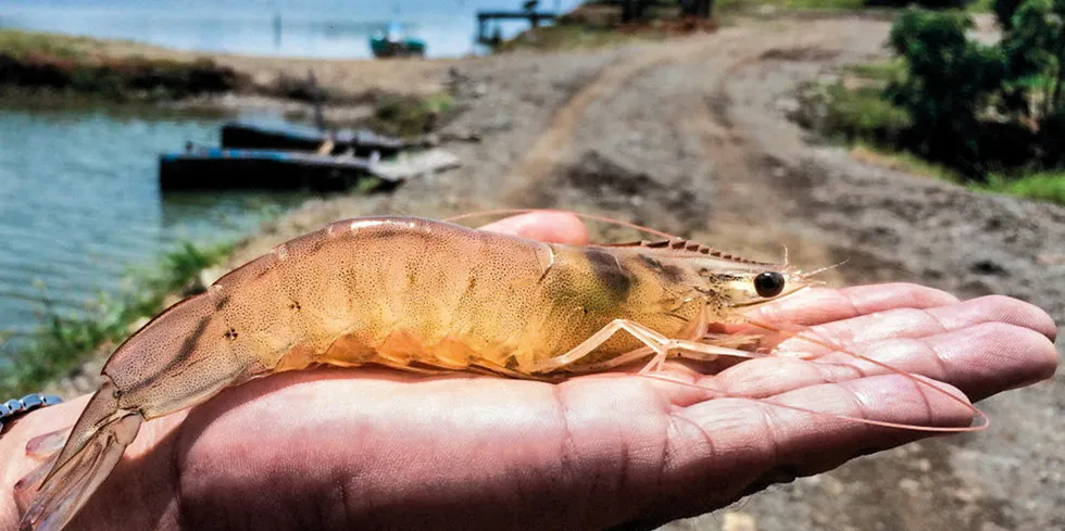 Ecuadorian shrimp is the main driver of global production growth.