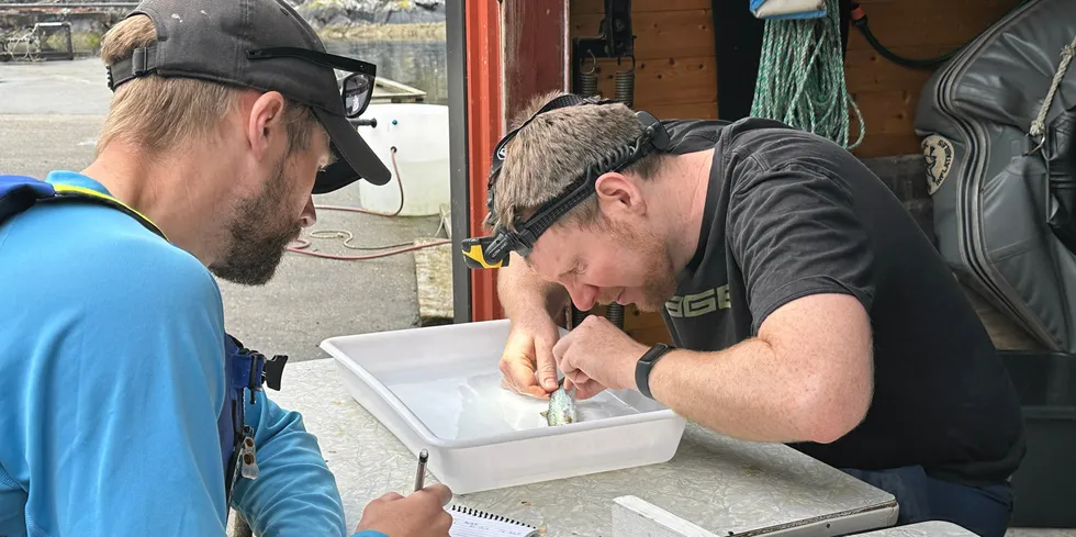 Norce-forskerne Espen Olsen Espedal og Christoph Postler på lusetelling på Herdla, Askøy utenfor Bergen.