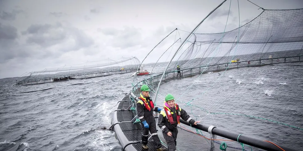 Flere lakseoppdrettere må slakte