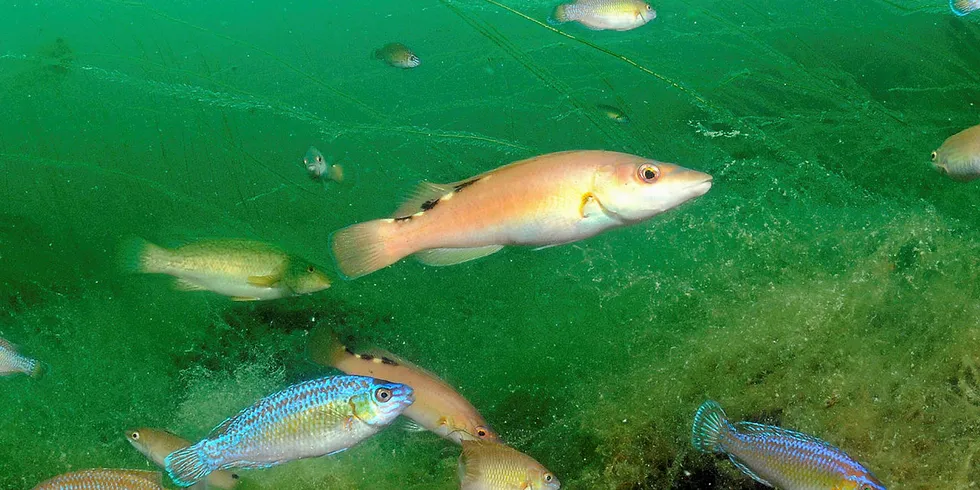 LEPPEFISK: Lusedrepere i fellesskap til pristoppen i norsk førstehåndsomsetning av fisk. Her er rødnebb, grønngylt, bergnebb og gressgylt.