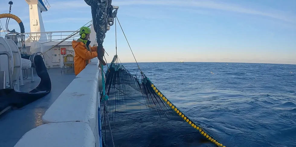 Norske «Rav» leverte nylig 300 tonn lodde til konsum i Lodnuvinnslan på Island. Det var kort vei fra loddefeltet ved Island.