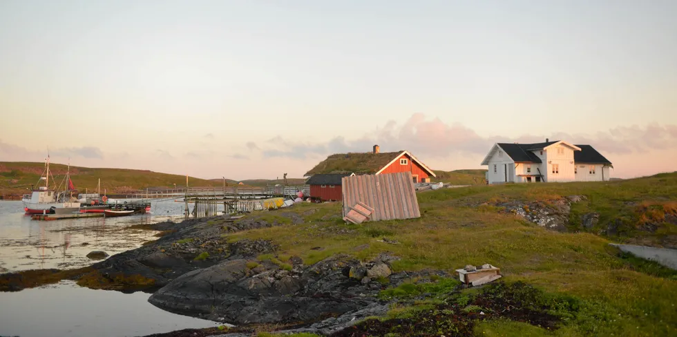 Ærfugl-hus og reder i dunværet Hysværet i Vega kommune i skjærgården på Helgelandskysten.