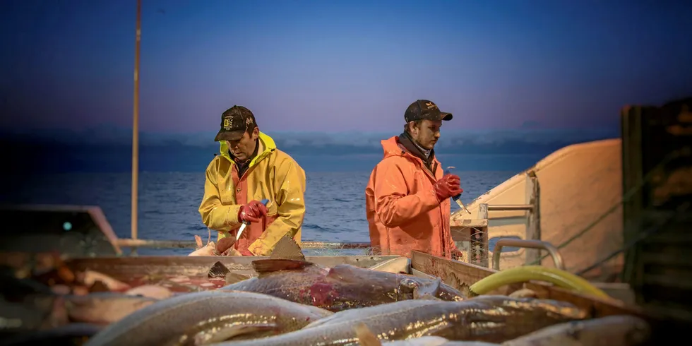 DRASTISK: Det skisseres drastiske kysttorsk-tiltak i forslaget til neste års torskereguleringer: Stengte felt, strengere begrensninger innenfor fjordlinjene og begrensninger i høstfisket.