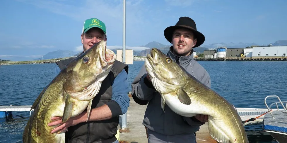 Torsk fanget utenfor Sommarøy. 20 og 16 kilo veide de to som fisketuristene Andi Kalb og Markus Winder fra Østerrike fanget. Foto: Jørn Mikael Hagen.