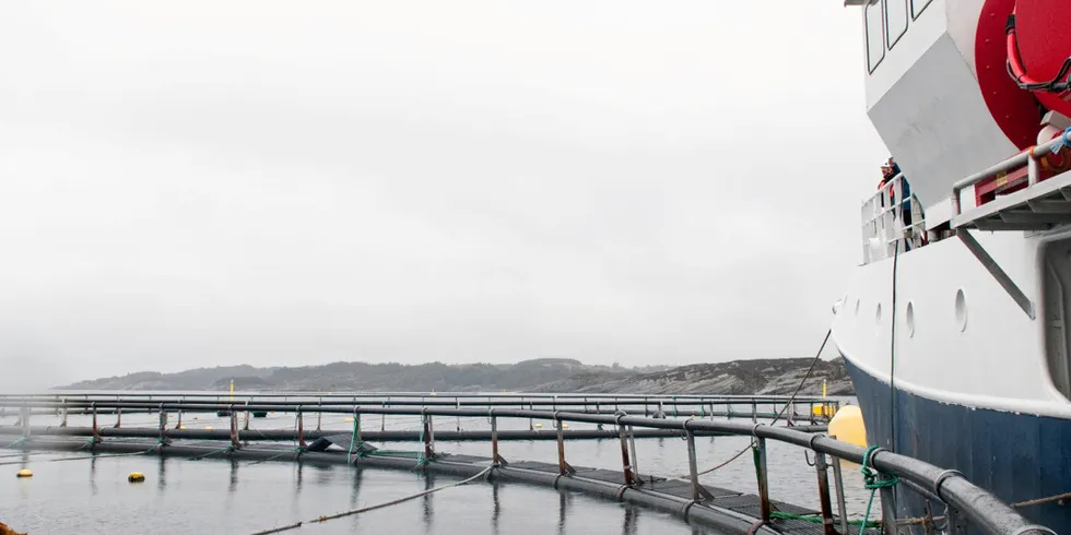 Lerøy og Bellonas samarbeidet tidligere om oppdrett av laks og tare på lokaliteten Rongøy i Øygarden kommune utenfor Bergen. Tare-produksjonen er flyttet til andre anlegg, men Rongøy brukes fortsatt til lakseoppdrett.