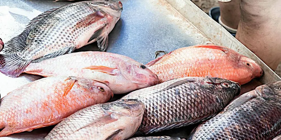 Tilapia går under samme ordkategori som bæsj, promp og Ibsens ripsbusker, mener dagens kommentarforfatter.Foto: Shutterstock