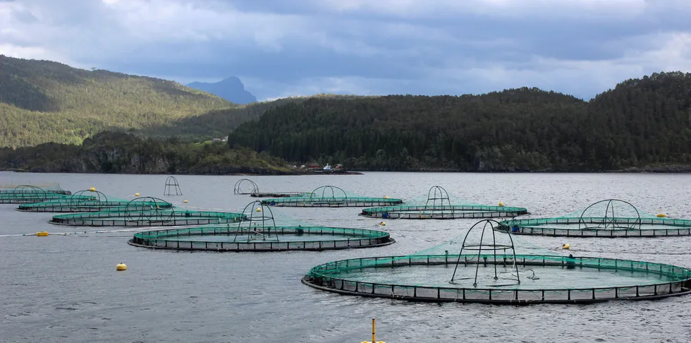 Det opererer med litt forskjellige tall på stående biomasse i Norge.