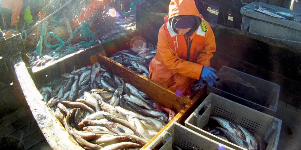 Alaska pollock TAC could be reduced next year.