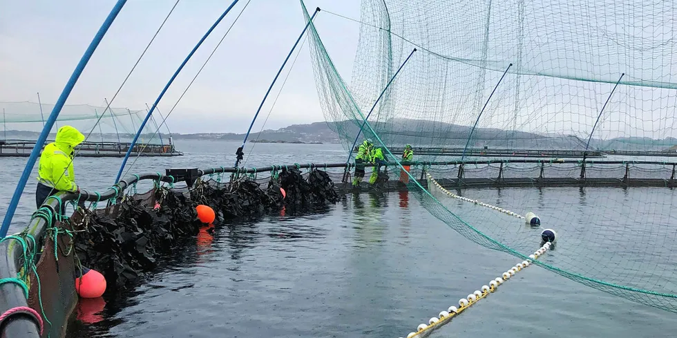 OK Marine har testet en rekke utfiskingsmetoder for rensefisk og har landet på catchGOOD.