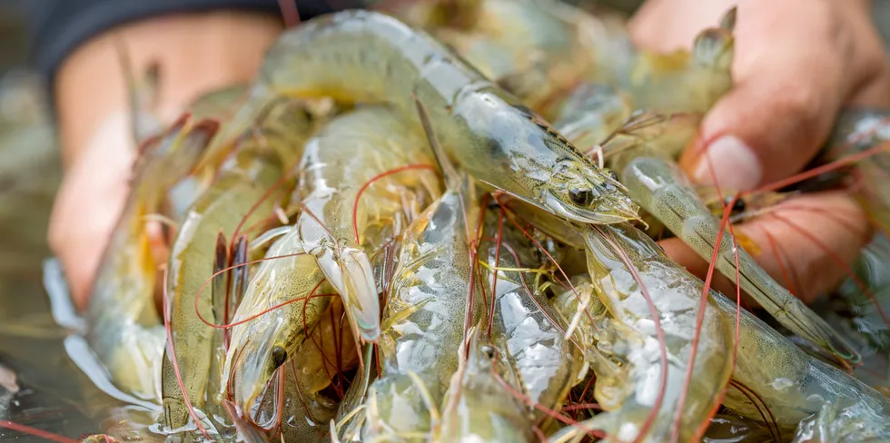 Pacific white Shrimp shrimp is native to North America, but is farmed across Central and South America as well as the Asian continent.