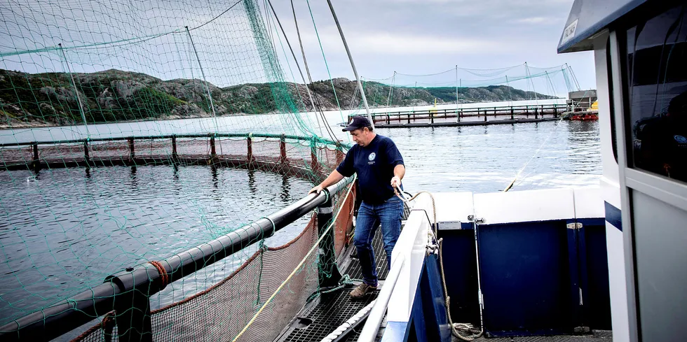 Åge Igland er daglig leder og en av eierne av Korshavn Havbruk.