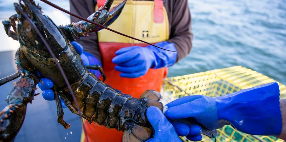 The US lobster industry in Maine is at the center of an ongoing debate over its impact on endangered North Atlantic right whales.