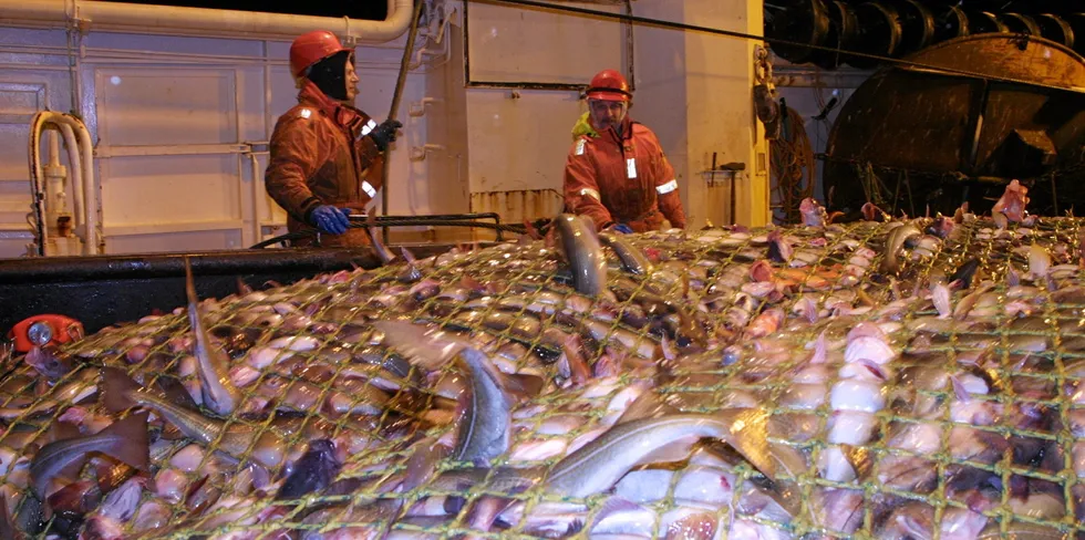 Reportasje torskefiske i Barentshavet med ferskfisktråleren - torsk og hyse torsketrål MS «Jergul», Norway Seafoods Hammerfest foto Bjørn Tore Forberg, Fiskaren Storhal.