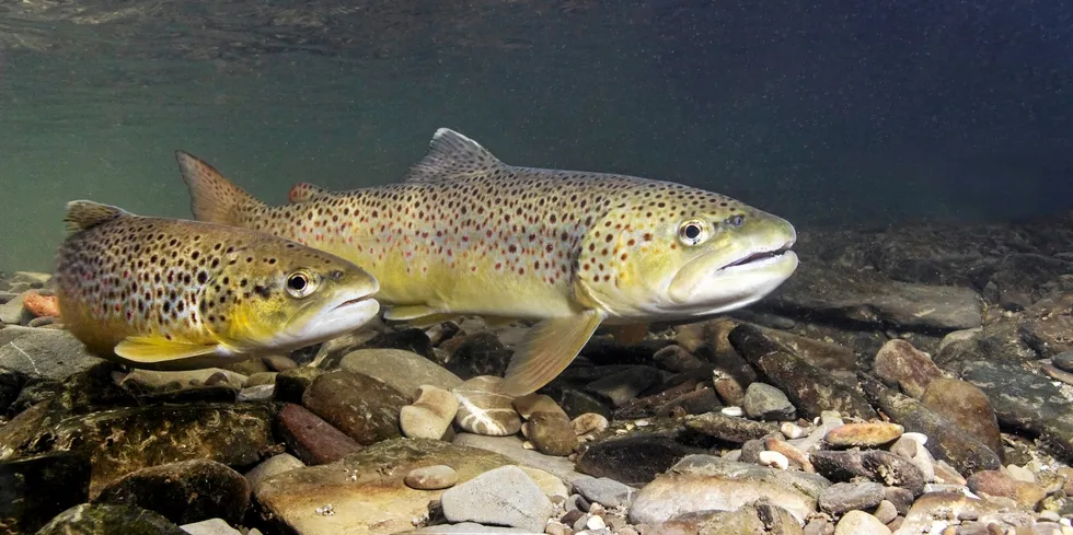 Det jobbes for at fisken skal plages minst mulig av vannkraftverk.