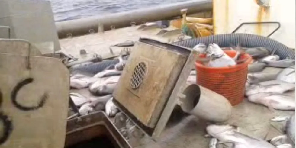 Tidligere norsk fiskebåt dumpet fisk utenfor Vest-Sahara