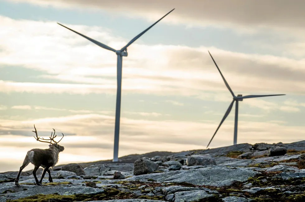 – Så lenge kommunene ikke har sagt klart nei, fortsetter vi kartleggingsarbeidet, sier administrerende direktør i Nordic Wind, Terje Dyrstad.