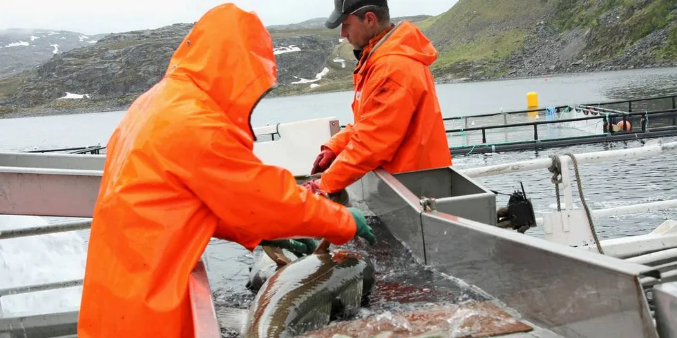 MER TID: Aktørene som driver levendefangst og levendelagring av torsk mener de trenger mer tid med kvotebonus for å utvikle lønnsomheten i denne delen av næringa.Foto: Terje Jensen