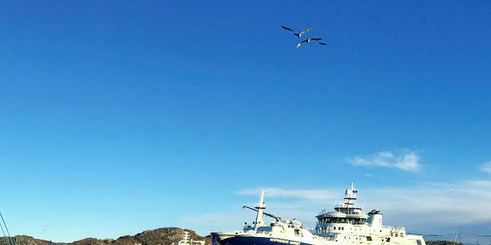 Selskapet Hav Line, som eier slaktebåten «Norwegian Gannet», går til sak mot staten.