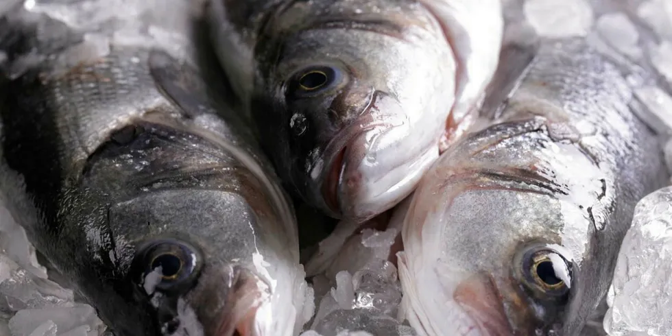 Report: Mediterranean bream, bass harvests to hike 5% this year