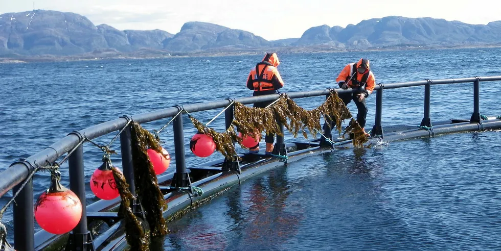 INTEGRERT HAVBRUK: Tare vokser dobbelt så for når den dyrkes i Integrert MultiTrofisk Akvakultur, IMTA, sammen med laks.