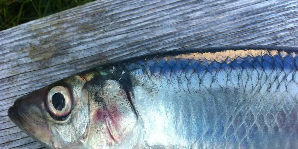 Sild finner stadig oftere veien til norske matbord. Fremdeles oftest om julen, men økningen er stor også under påskehøytiden. Foto: Torhild Måkestad Martinussen