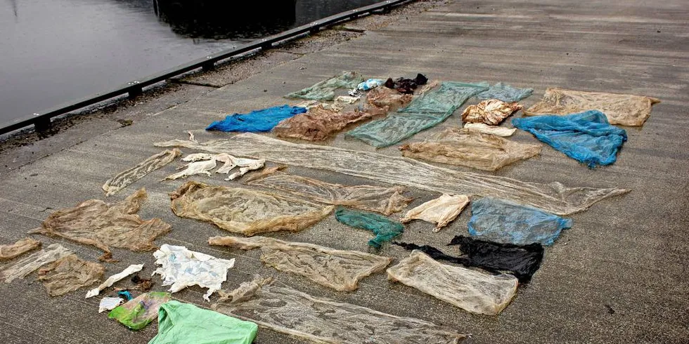 PLAST OVER ALT: Mye av søpla som ender på havet stammer fra sjømatnæringen. I magesekken på den mye omtale gåsnebbhvalen som strandet på Sotra utenfor Bergen i forfjor, ble det funnet 30 plastposar og store mengder mikroplast.Foto: Christoph Noever/Universitetet i Bergen