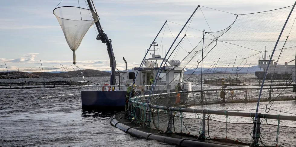 Myndighetene har en helt kritisk rolle i en bærekraftig forretningsmodell. Samarbeid mellom oppdretterne er også et essensielt element i en bærekraftig forretningsmodell. Bildet er fra KB Dykk i Rørvik, Nord-Trøndelag.