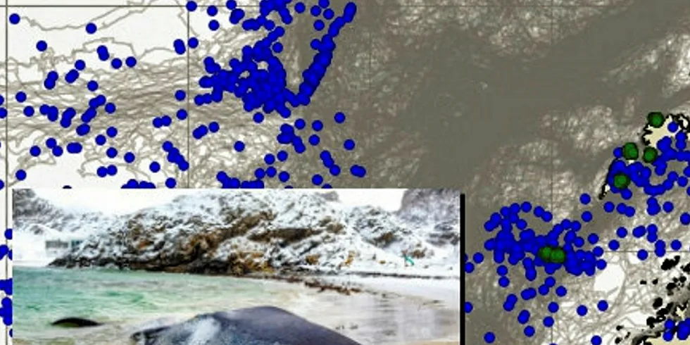DREV INN FRA VEST: Drivbanemodell fra Knut-Frode Dagestad ved Norsk Meteorologisk Institutt, basert på data innsamlet av Norwegian Orca Survey, viser at flere av de 15 hvalene funnet døde i Lofoten og Vesterålen kan ha sitt opphav fra en mulig hendelse i områder vest for Lofoten i mars.