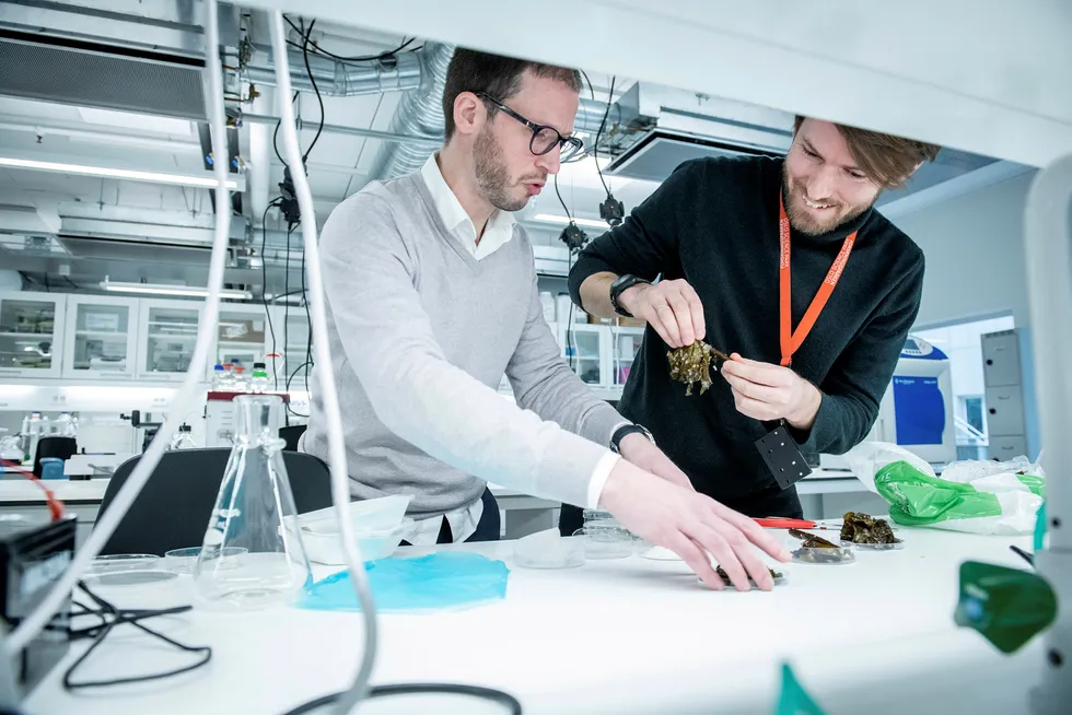 Gründer Guy Maurice i oppstartsselskapet B'zeos (til venstre) ser på tare-prøver på laboratoriet hos Sharelab sammen med Jon Funderud i Seaweed Energy Solutions.