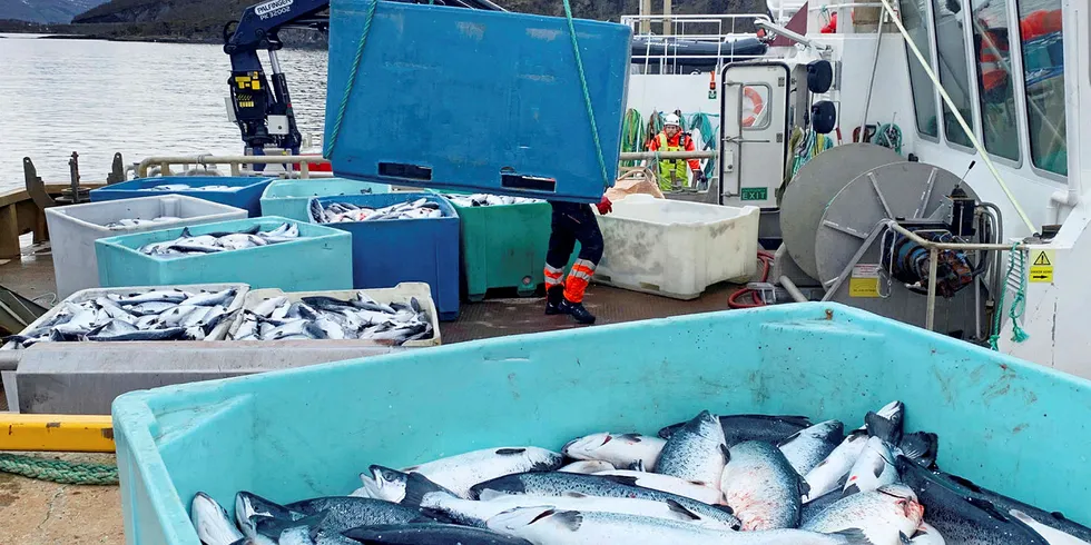 ALGEANGREP: Kasse på kasse med død laks heises opp på kaia på landbasen til Northern Lights Salmon i Balteskard i Sør-Troms, etter at dødelige alger tok livet flere hundre tusen laks i fjor vår.