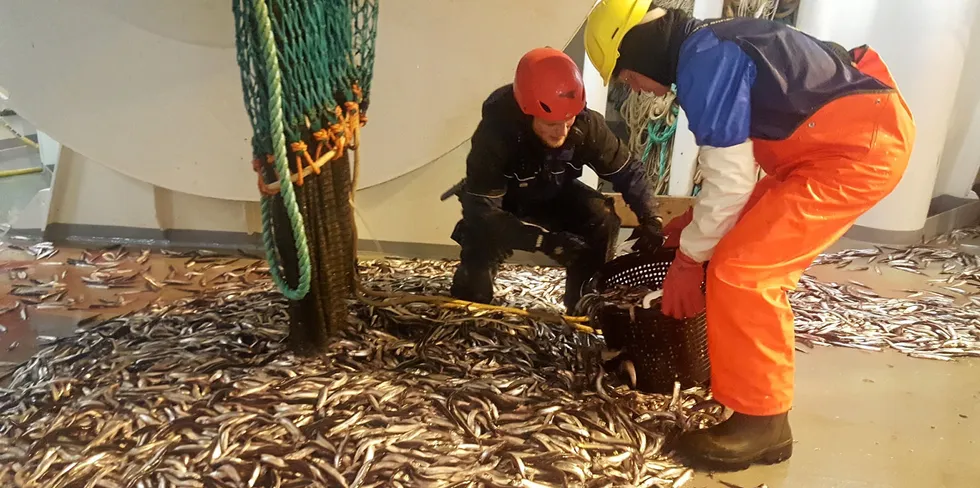 Loddefangst på Havforskningsinstituttet sitt gytetokt på lodde utenfor Finnmark.