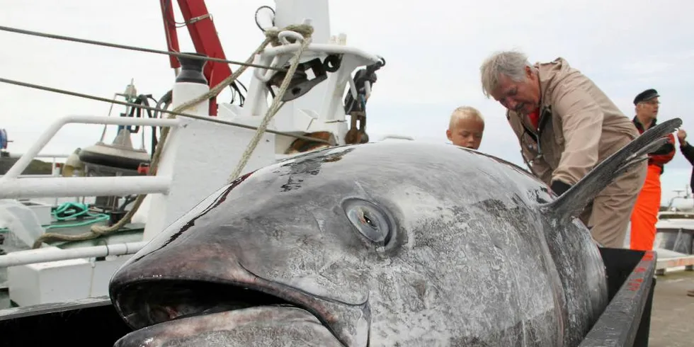 KVALITET: De to som får fiske makrellstørje i høst er enige om at det å ivareta kvaliteten på fisken er det viktigste. Her Tore Hillersøy med en av 191 makrellstørjer som ble fisket høsten 2016.Illustrasjonsfoto: Torhild Måkestad Martinussen