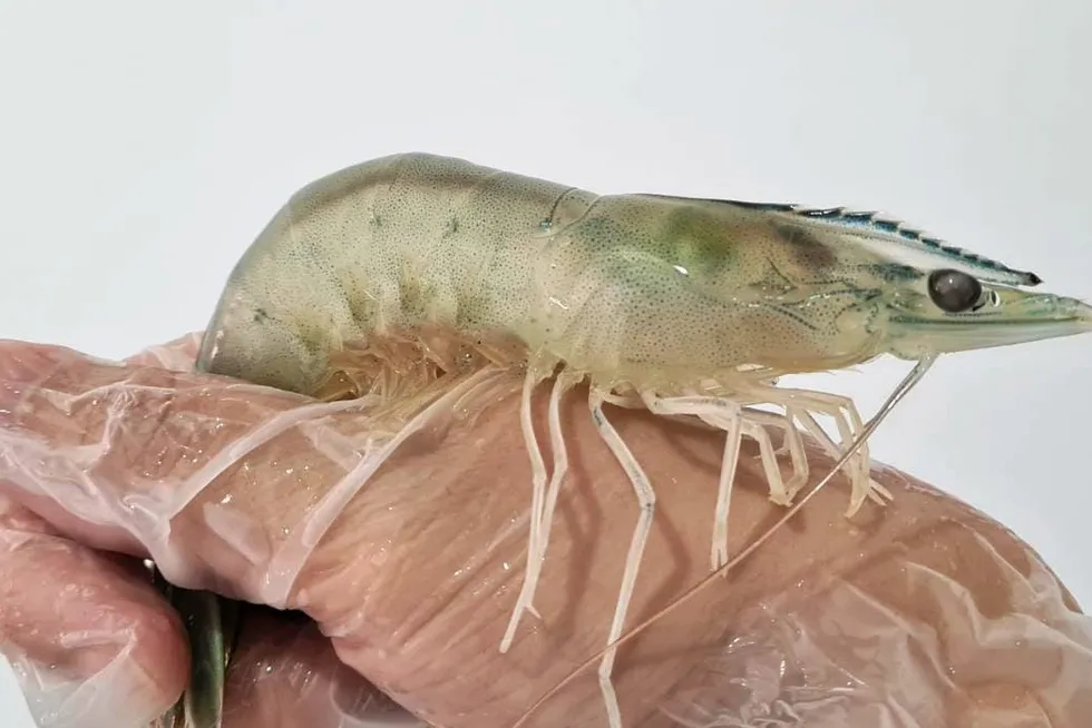 Co-op says its new policy will impact nearly 38 million shrimp annually.