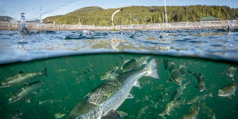 Mowi ber om å få overføre fisk til Phillips Arm-anlegget.